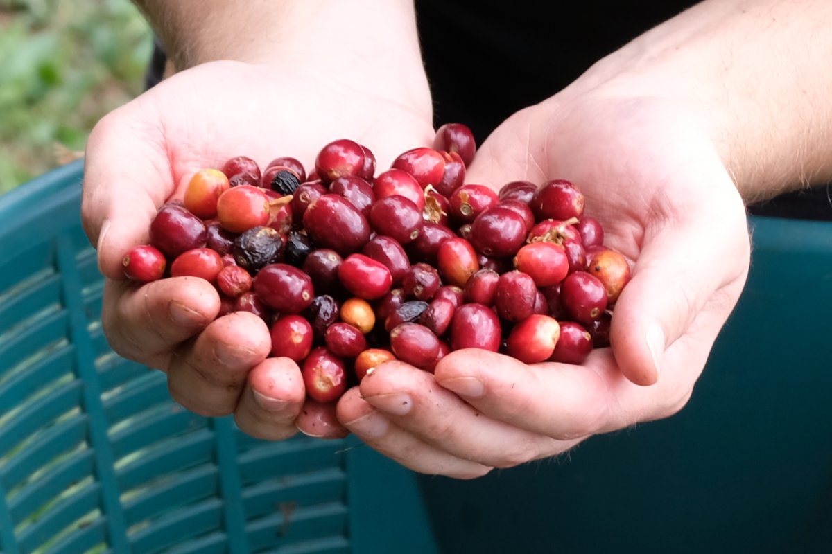 Meet the Stellar Series: The Rarest Coffees on Earth, Frozen at Peak Flavor