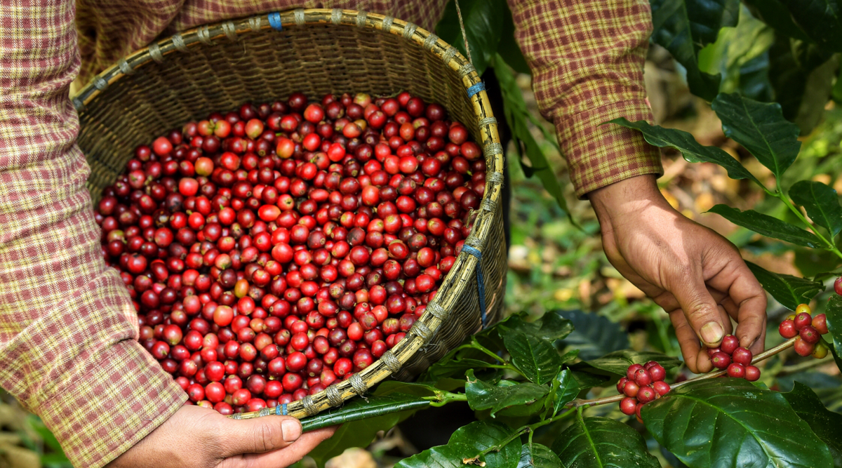 Kenyan Coffee Bright Acidity Profile: Why Kenya Tastes So Vibrant