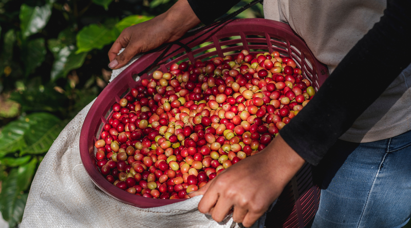 Roast Date Coffee: Why Freshness Is More Complicated Than You Think