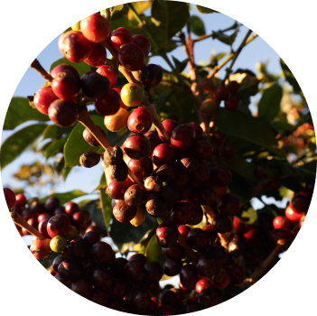 1X ENTRY - TEXT "ORIGIN" TO 87459