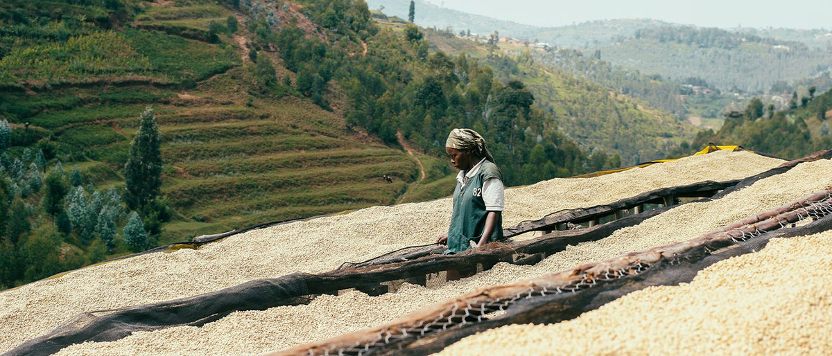 Pioneers of Specialty Coffee