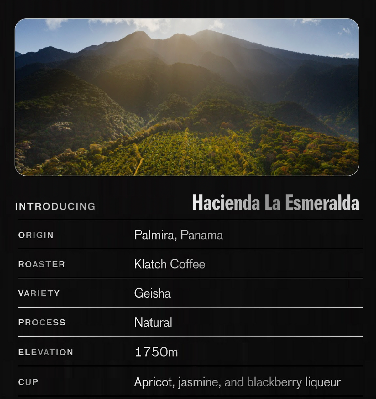 The Very Best of Geisha Coffee