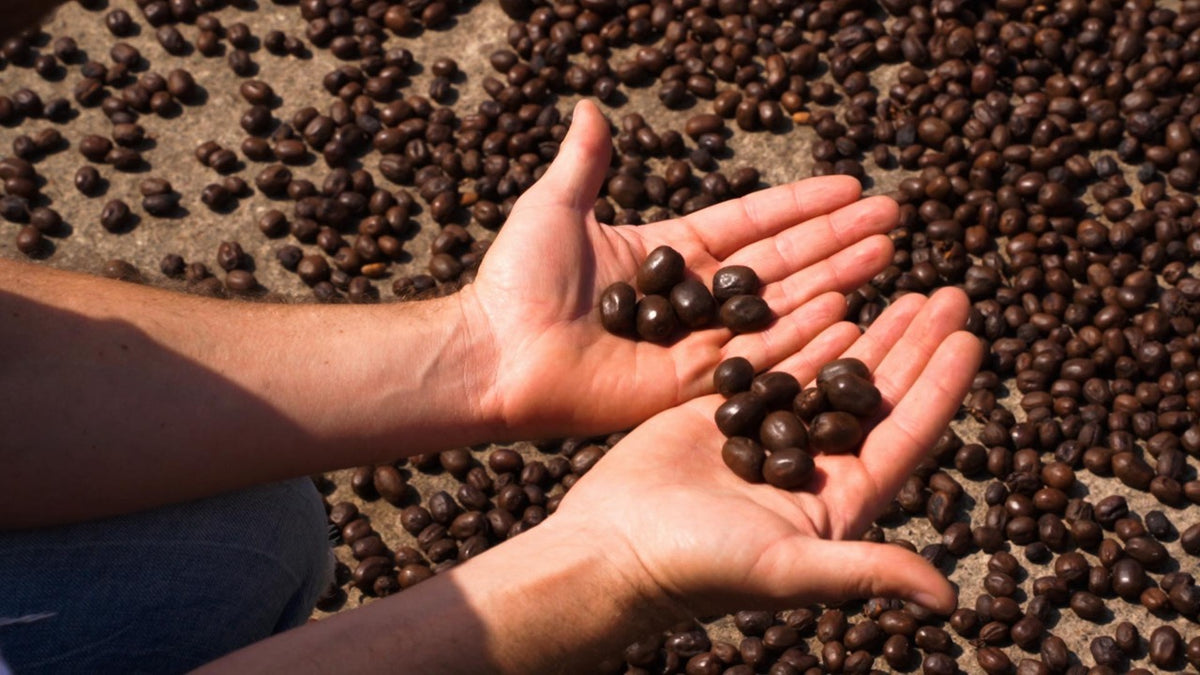 A Scientific Approach to Coffee