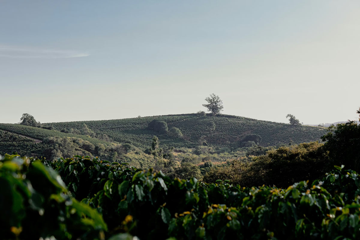 Visionary coffee collaboration